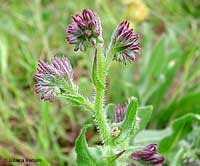 Buglossa azzurra - Anchusa azurea