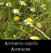 Anthemis nobilis - camomilla romana