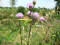 Cirsium arvense il Cardo campestre