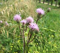 fiori di Cirsium arvense