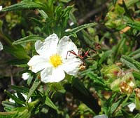 Cisto fiore - Cistus salvifolius