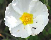 Cisto dal fiore bianco