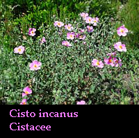 Cisto fiorito Cisto incanus