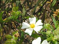 fiore di cisto bianco