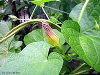 Boccio di Ipomoea purpurea Boccio di Ipomoea purpurea