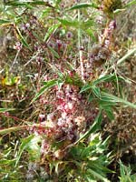 cuscuta europea