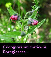 Cynoglossum creticum