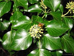 Hedera Helix l'edera comune