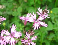 Lycnis flos-cuculis