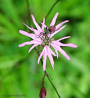 Lycnis flos-cuculis