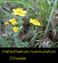 Helianthemum nummularium