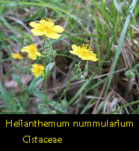 helianthemum nummularium