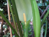 infruttescenza dell'arum , il Gigaro