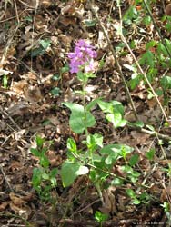 Lunaria annua