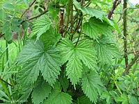 Humulus lupulus