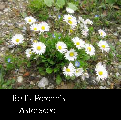 Margherita di campo 'Bellis Perennis'