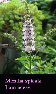 Mentha spicata