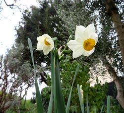 Narciso bianco a fioritura precoce