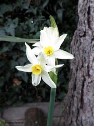 Narciso bianco a fioritura precoce