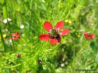 Odonis annua o Fiore d'Adone 