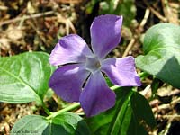 Vinca major la Pervinca