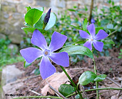 Vinca major la Pervinca