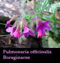 Pulmonaria officinalis