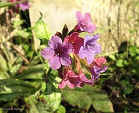 Pulmonaria officinalis