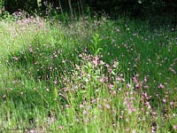 Prato fiorito di Fior di cuculo