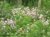 gruppo di piante di saponaria