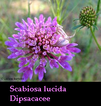 Scabiosa lucida