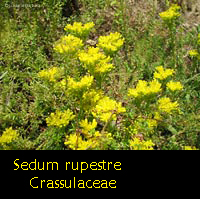 Sedum rupestre