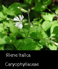 Silene italica