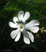 Silene alba