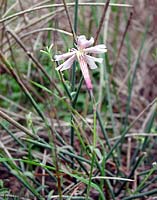Silena italica