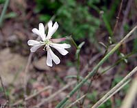 Silene italica