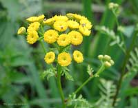 Tanacetum vulgaris - Tanaceto