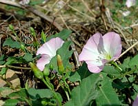 Convolvulus arvensis 