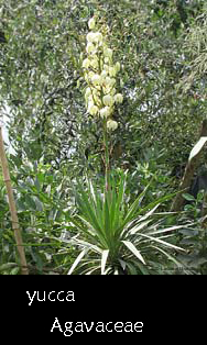 pianta di yucca fiorita