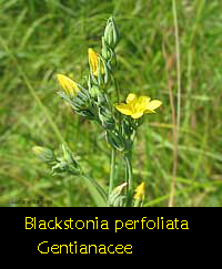 Blackstonia perfoliata