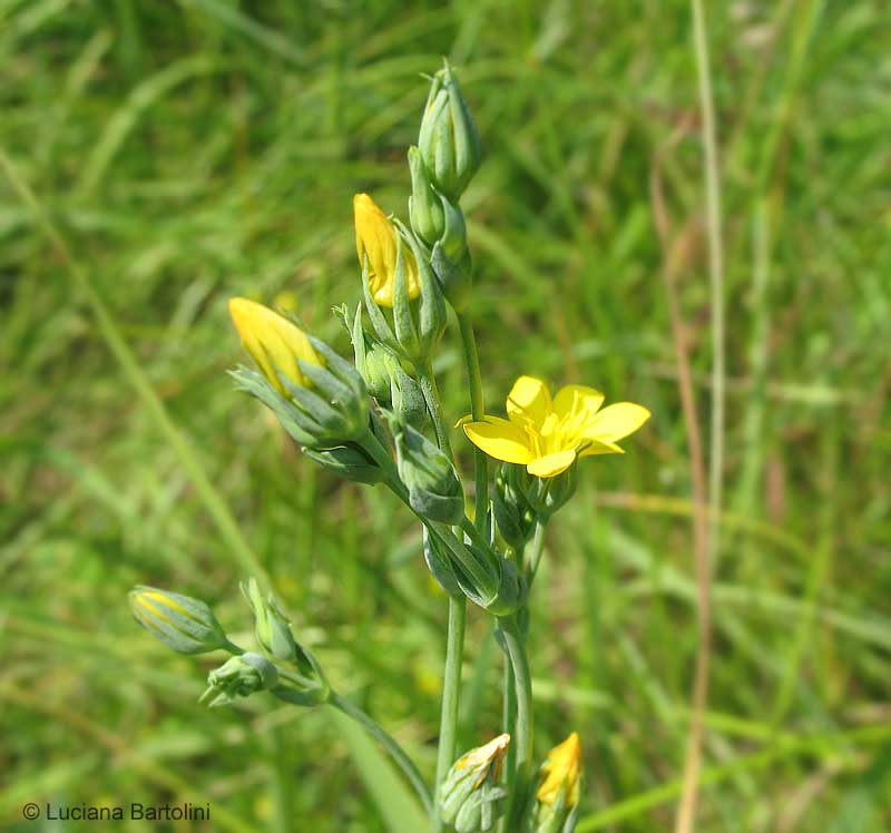 Indice alfabetico delle piante e fiori presenti nel sito Fiori acquatici nomi