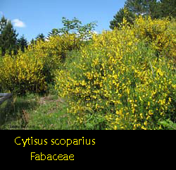 Cytisus scoparius - Ginestra