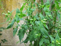 Euphorbia catapuzia