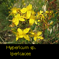 Hypericum perforatum