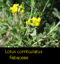 lotus corniculatus