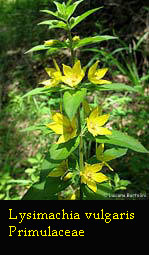 Lysimachia vulgaris