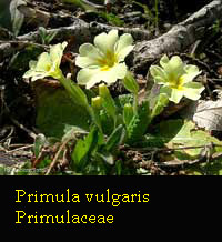 Primula vulgaris