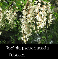 fiori di Robinia pseudoacacia