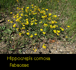 Hippocrepis comosa