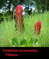 Trifolium incarnatum